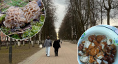 В Ярославле нашли пять самых грибных мест