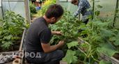 Огурцы перестали плодоносить после прищипки: сделала одно простое движение и собрала урожай через шесть дней