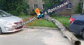 Мэрия заявила об ответственности управляющей компании за дерево на Слепнёва