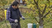 Опрыскиваю сад этим раствором перед морозами: вредители облетают мой участок стороной уже пятый сезон подряд